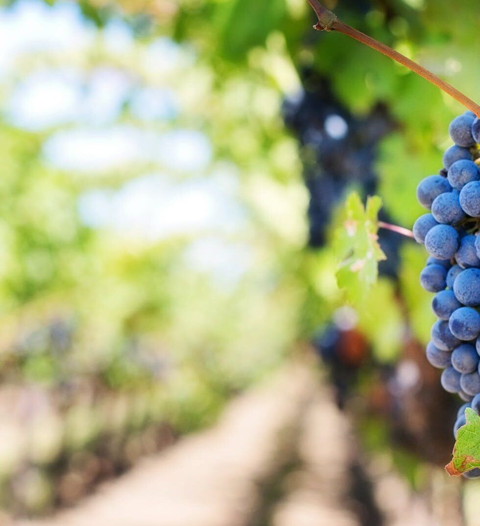 Grapes on the vine at a winery